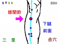 熱中症の鍼灸治療で使用する「足三里（あしさんり）」というツボの図解